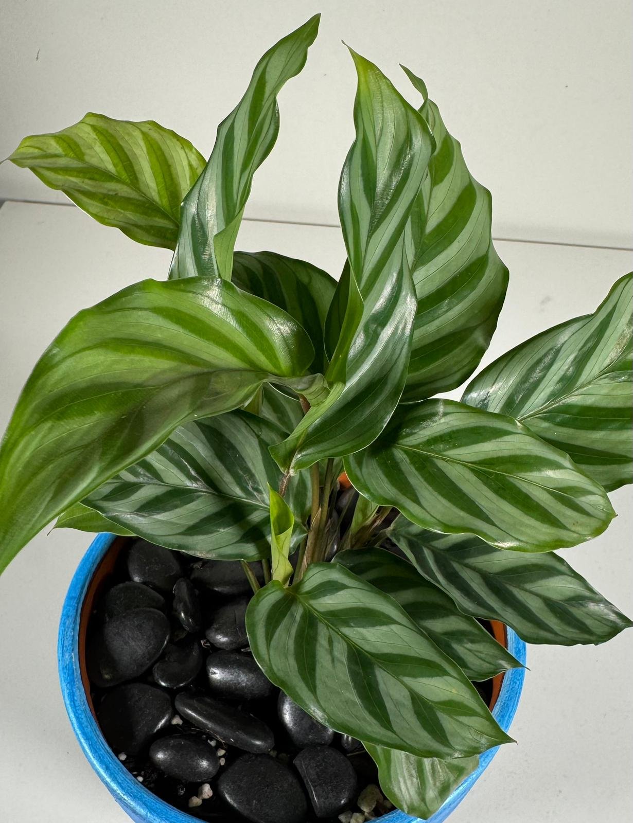Striped Grace: Prayer Plant in Hand-Painted Ceramic Pot with Black Stones - Image 5
