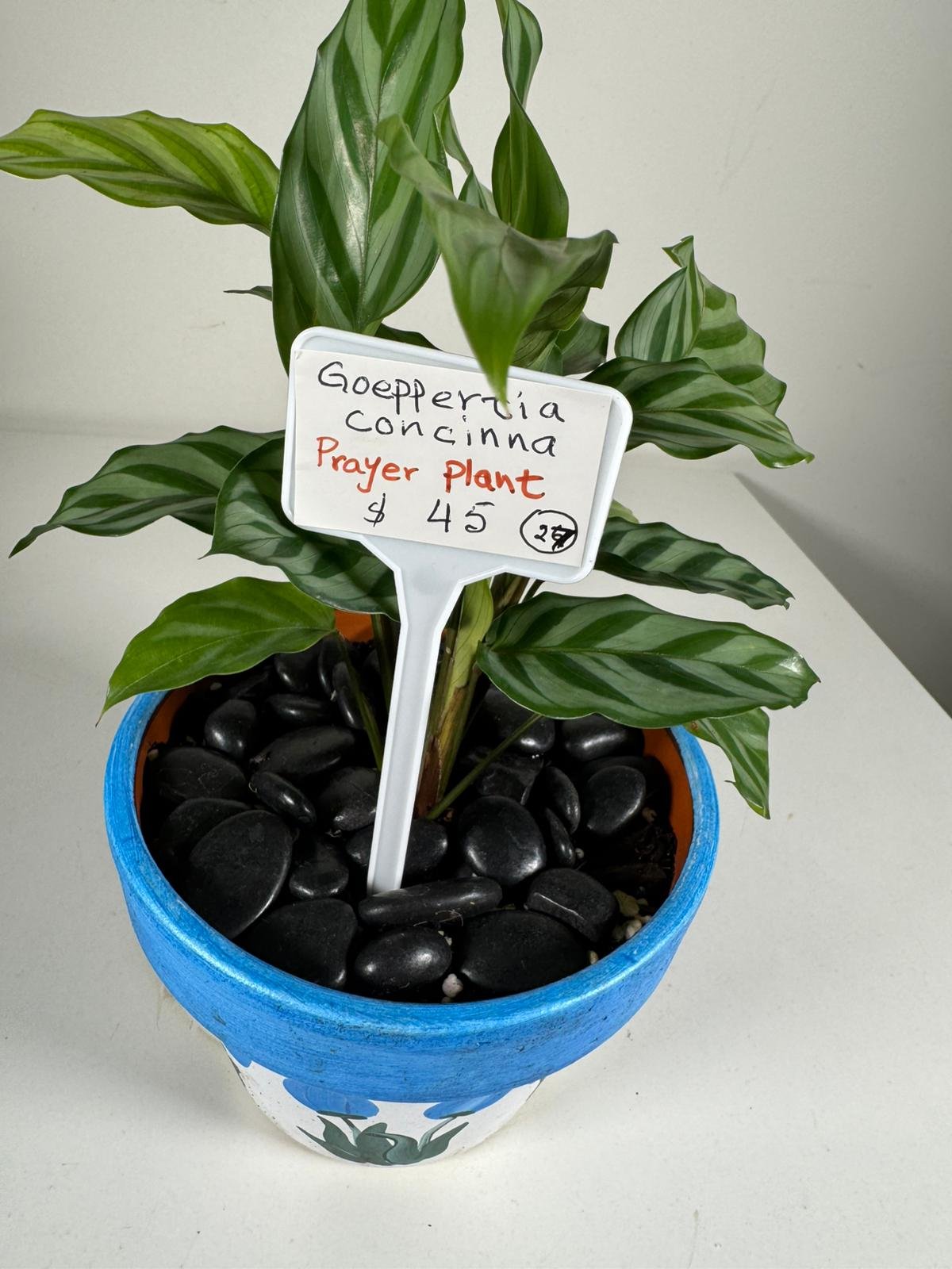 Striped Grace: Prayer Plant in Hand-Painted Ceramic Pot with Black Stones - Image 6