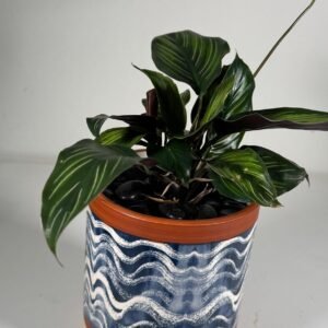 Pinstripe Elegance: Goeppertia ornata in Blue Wave Ceramic Pot