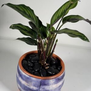 Striped Radiance: Goeppertia ornata in Gradient Ceramic Pot