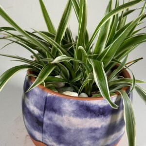 Fresh Flow: Spider Plant in Marbled Ceramic Pot with White Stones