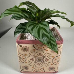 Patterned Calm: Prayer Plant in Floral Ceramic Pot with White Pebbles