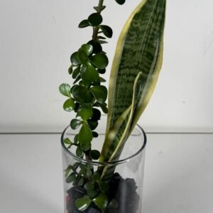 Layered Duo: Elephant Bush & Snake Plant in Sand-Strata Glass Terrarium