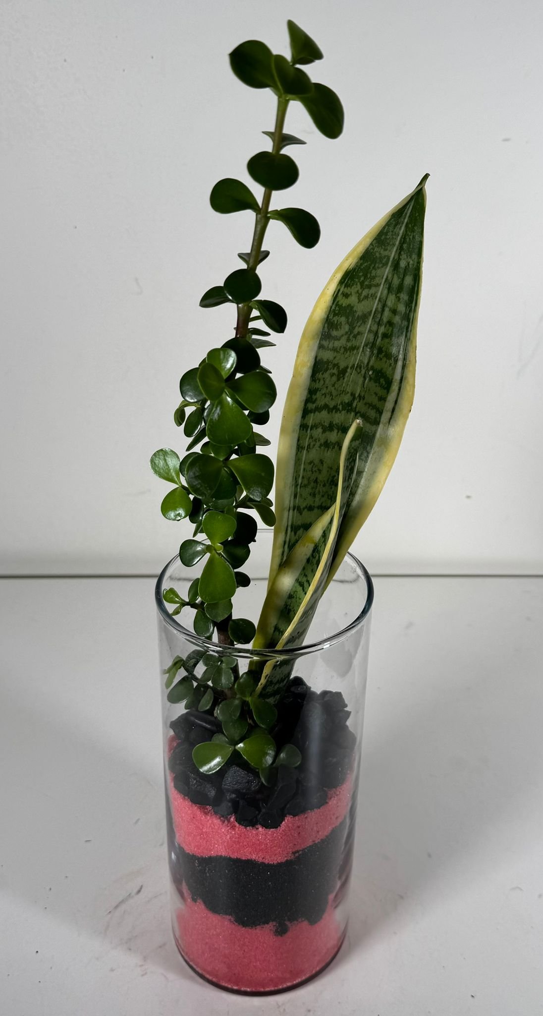 Layered Duo: Elephant Bush & Snake Plant in Sand-Strata Glass Terrarium