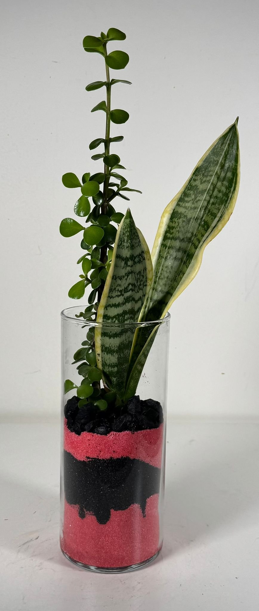 Layered Duo: Elephant Bush & Snake Plant in Sand-Strata Glass Terrarium - Image 3