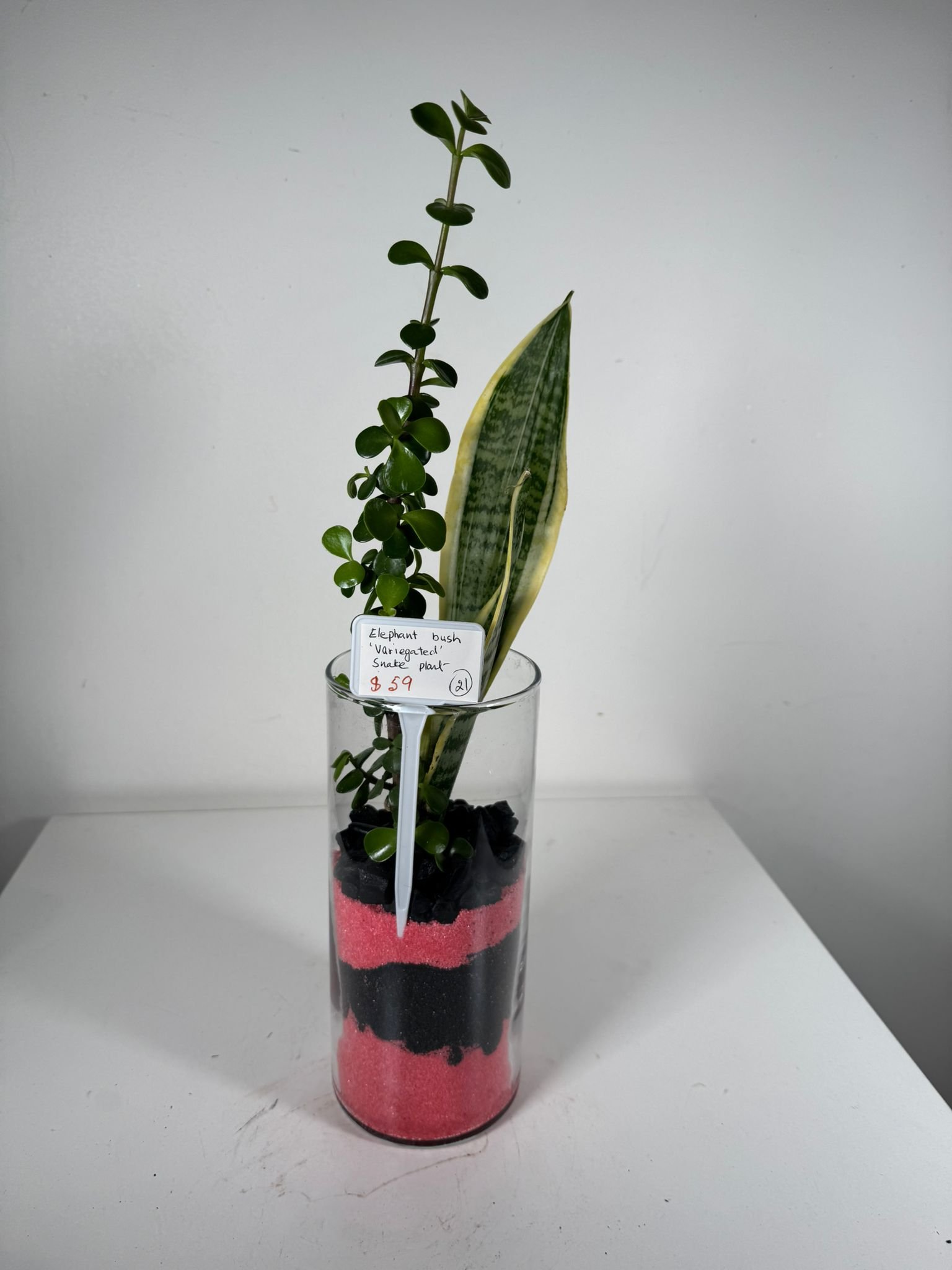Layered Duo: Elephant Bush & Snake Plant in Sand-Strata Glass Terrarium - Image 4