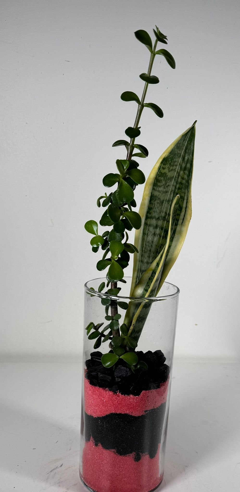 Layered Duo: Elephant Bush & Snake Plant in Sand-Strata Glass Terrarium - Image 5