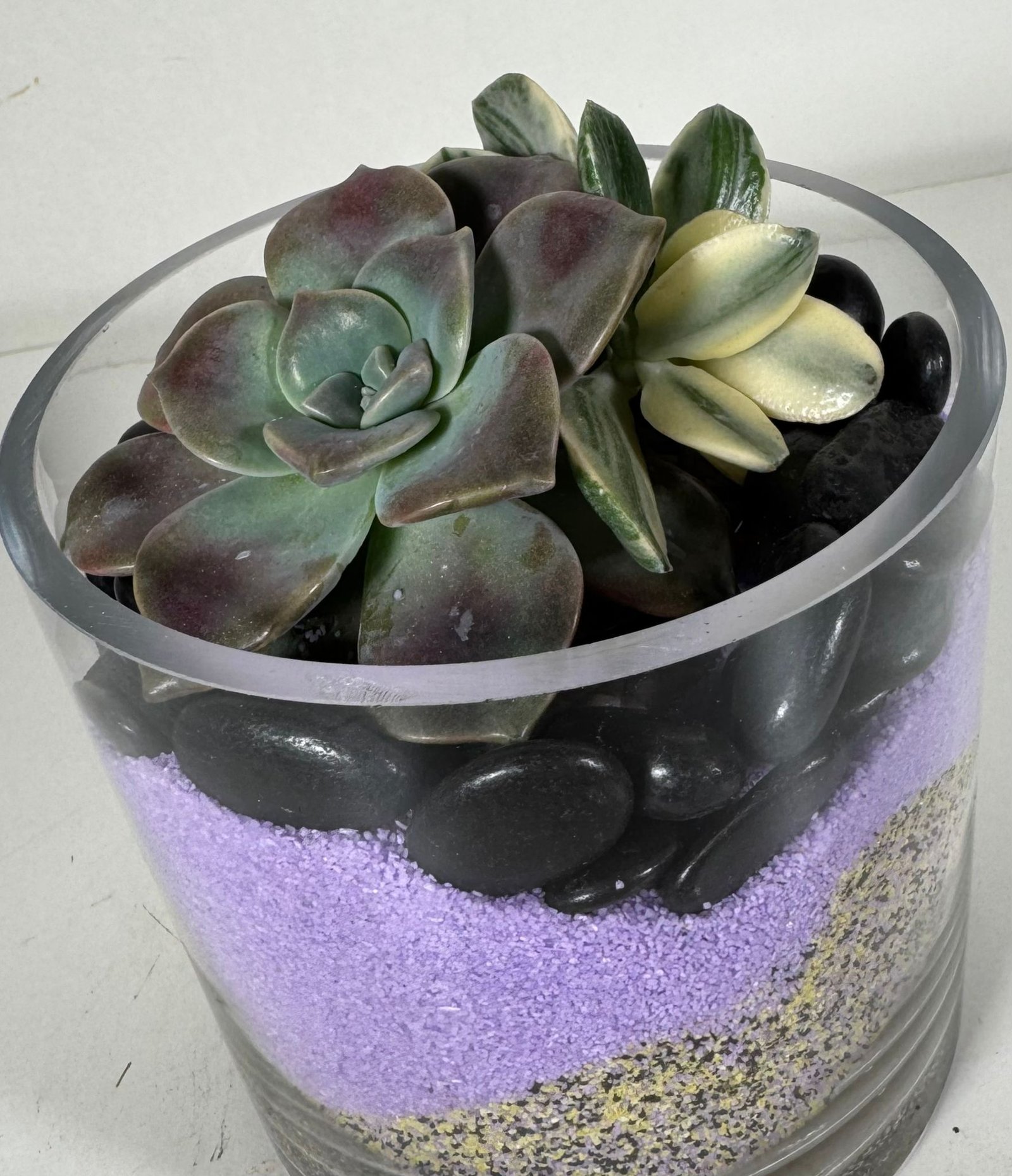 Purple Delight: Variegated Jade & Succulent Duo in Layered Glass Terrarium - Image 4