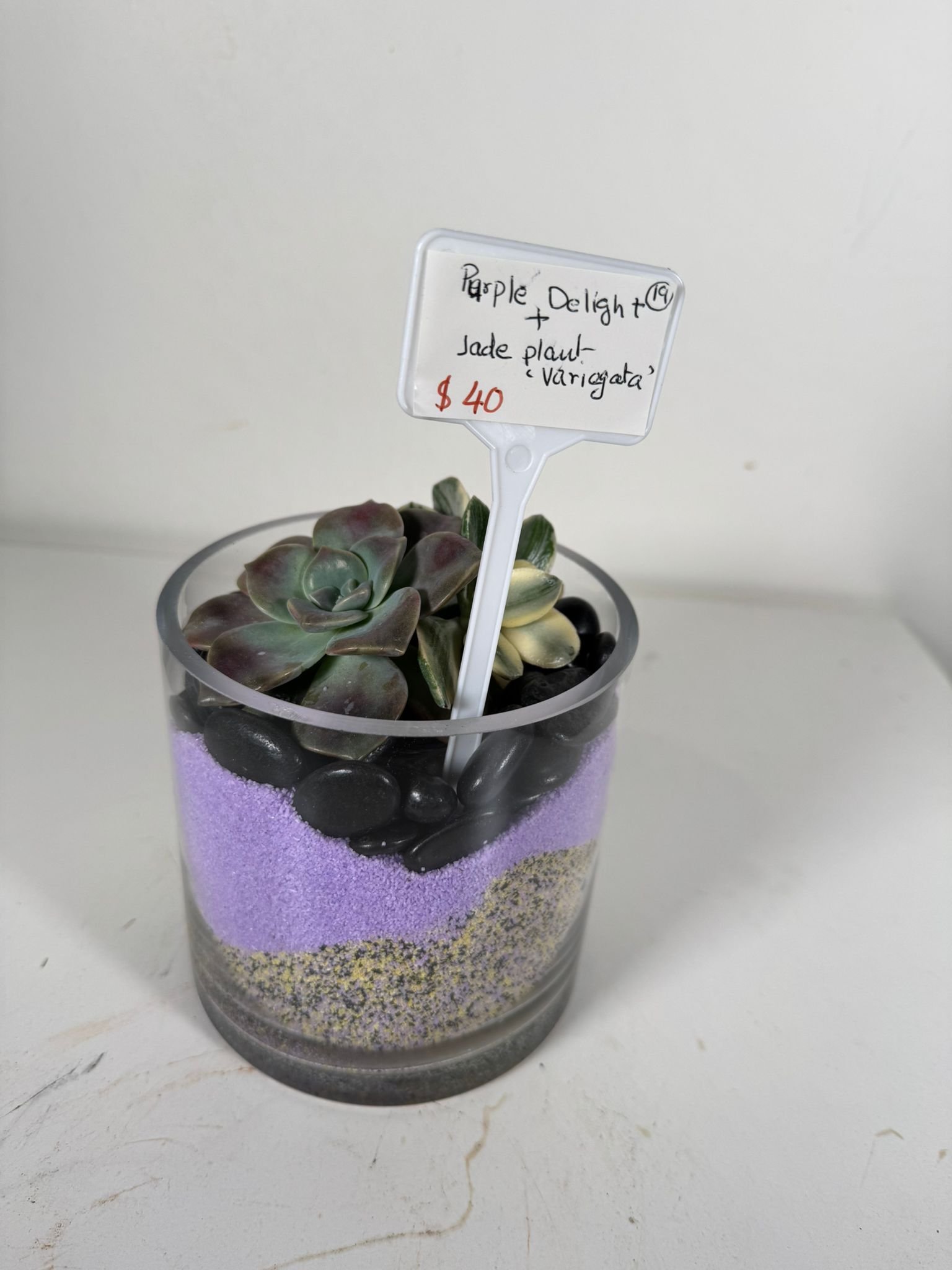 Purple Delight: Variegated Jade & Succulent Duo in Layered Glass Terrarium - Image 6