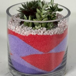 Color Layered Calm: Sempervivum & Crassula in Red-Purple Sand Terrarium