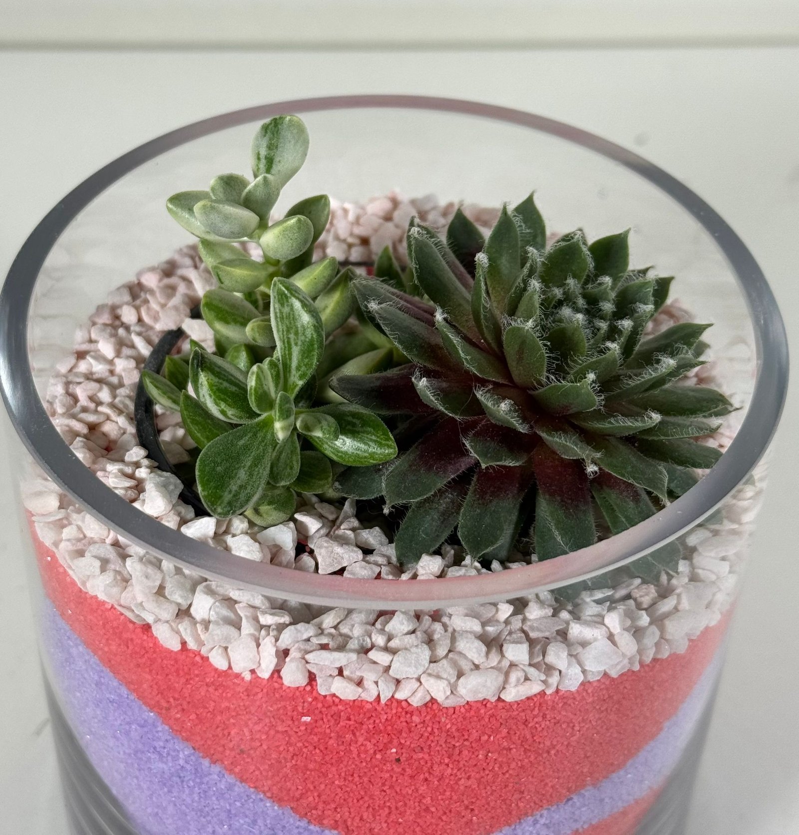 Color Layered Calm: Sempervivum & Crassula in Red-Purple Sand Terrarium - Image 4