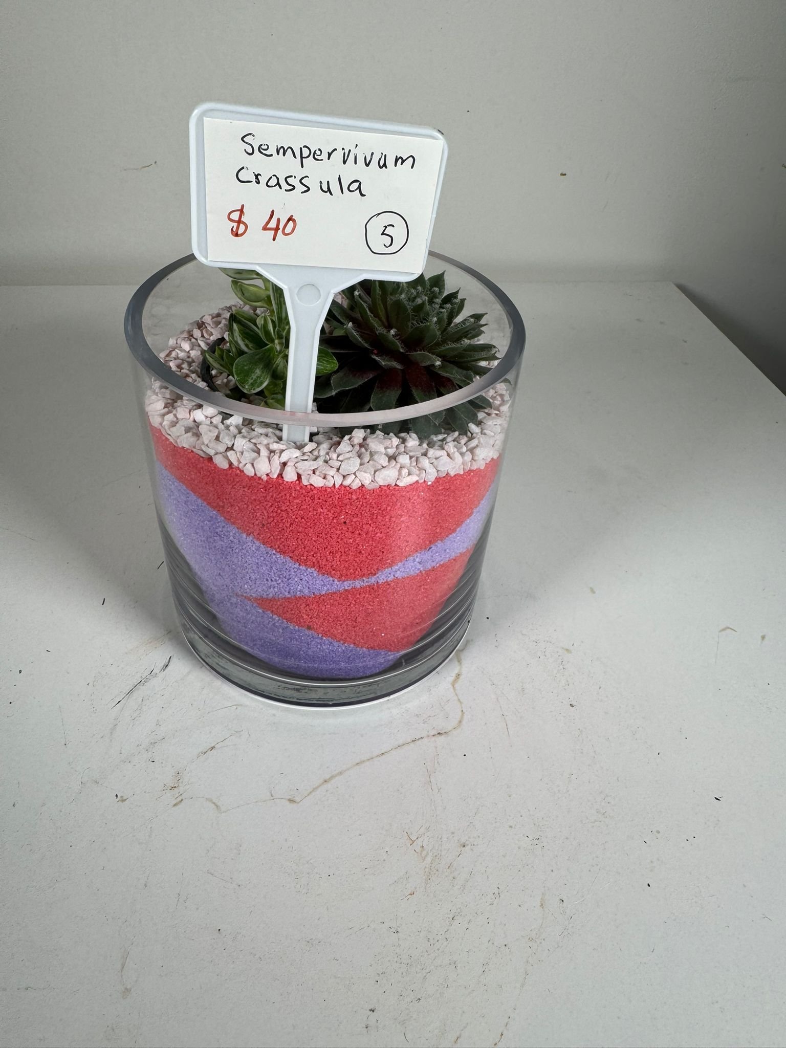 Color Layered Calm: Sempervivum & Crassula in Red-Purple Sand Terrarium - Image 6