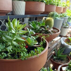 Special Arrangements