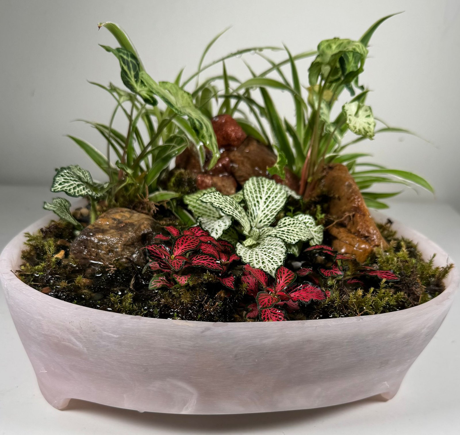 Whispering Canopy: Waterfall Terrarium in Blush Ceramic Bowl - Image 2