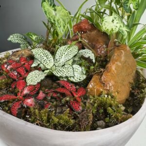 Whispering Canopy: Waterfall Terrarium in Blush Ceramic Bowl