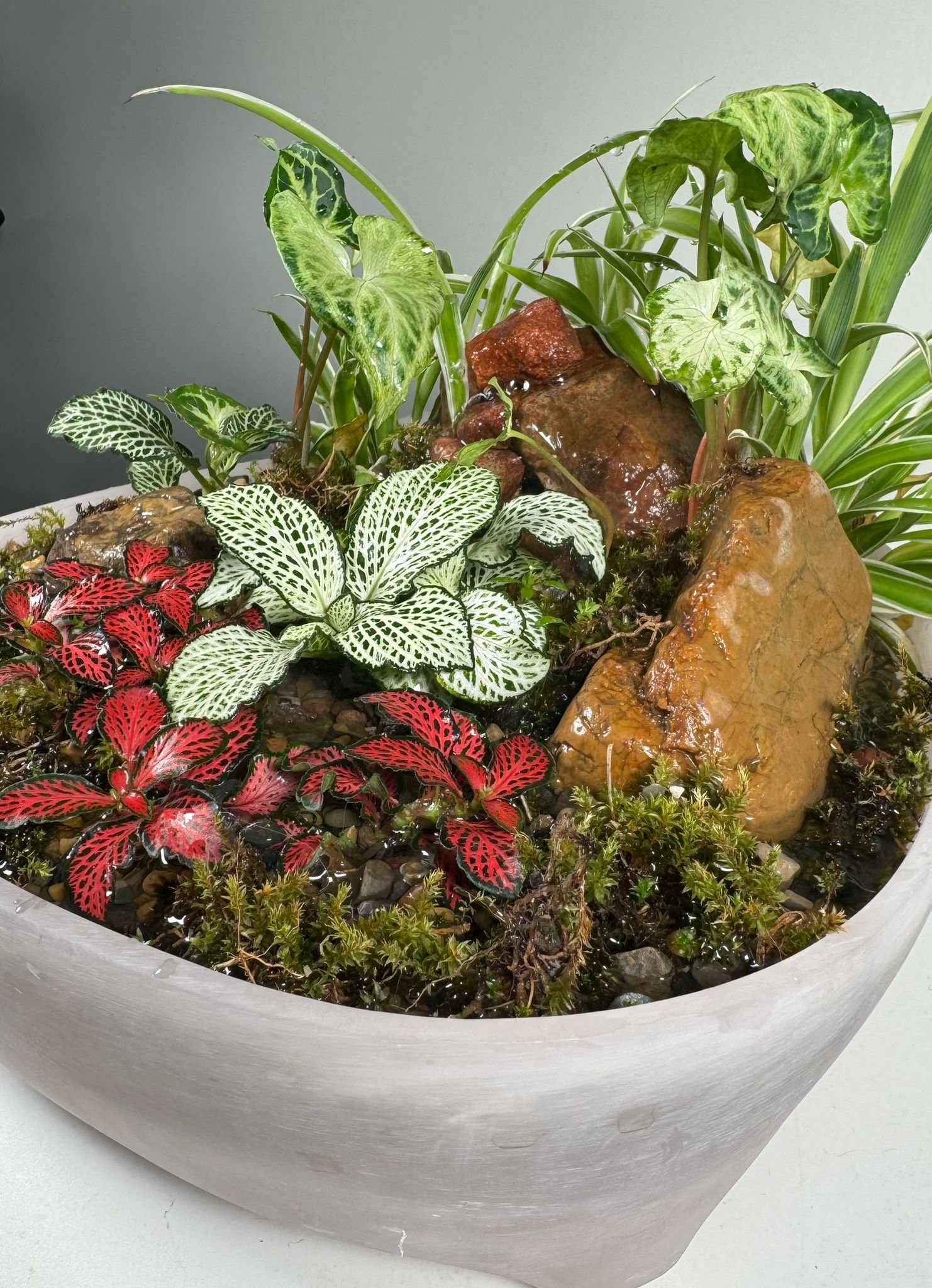 Whispering Canopy: Waterfall Terrarium in Blush Ceramic Bowl