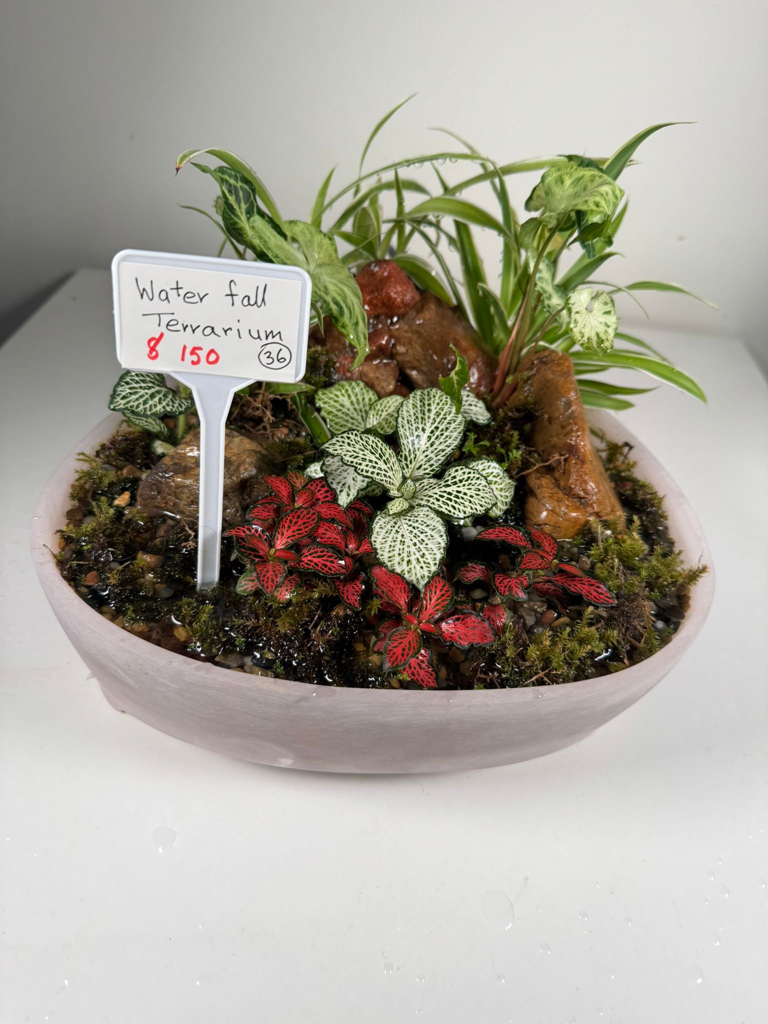Whispering Canopy: Waterfall Terrarium in Blush Ceramic Bowl - Image 4