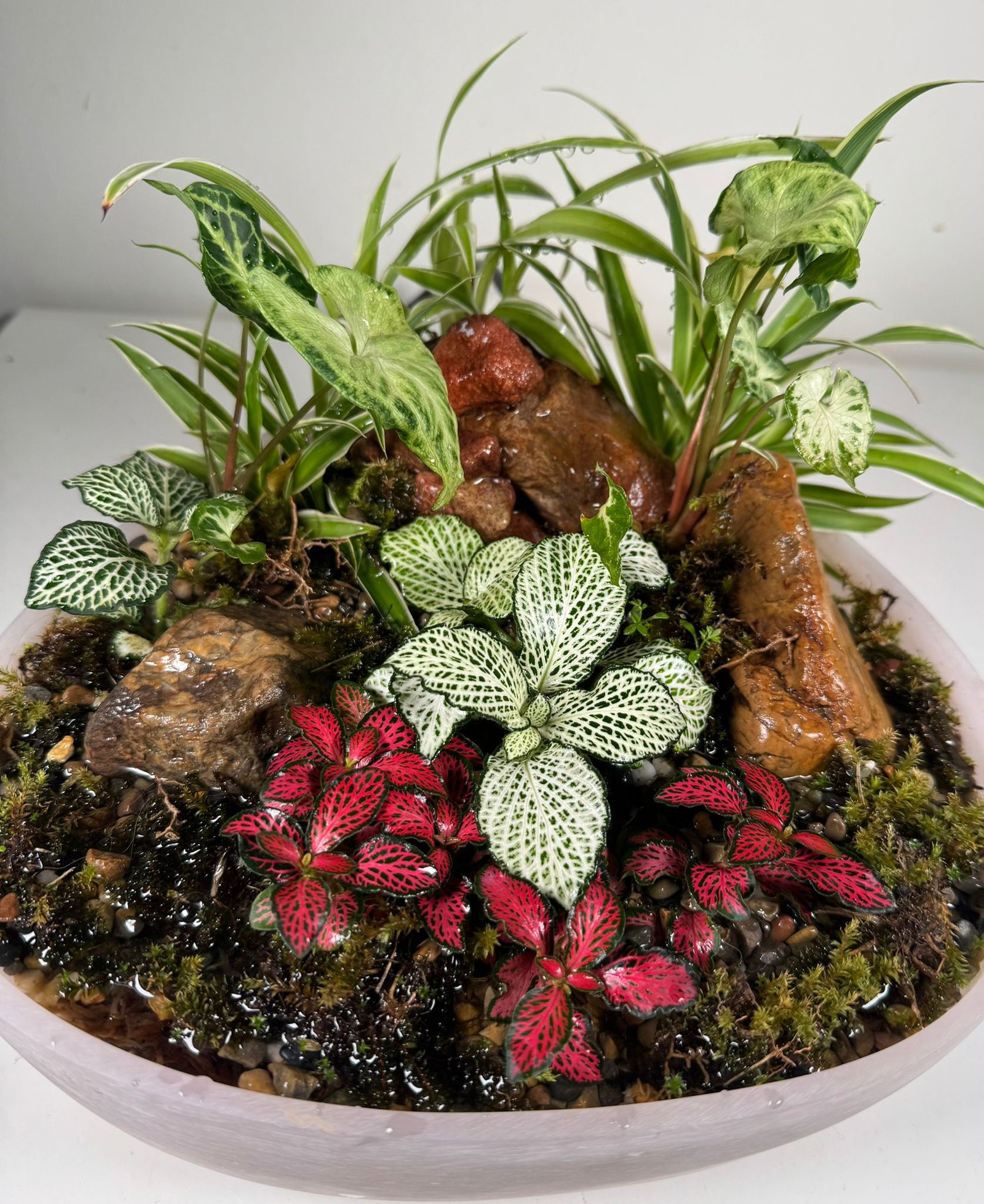 Whispering Canopy: Waterfall Terrarium in Blush Ceramic Bowl - Image 5